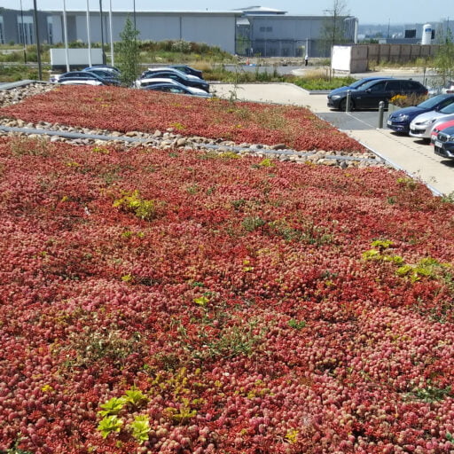How even small green roofs can make a big difference