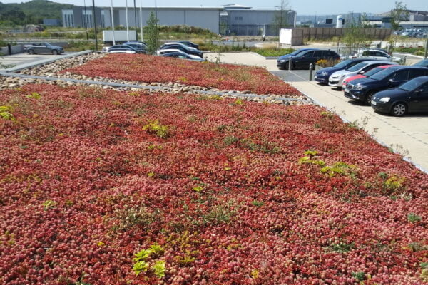 How even small green roofs can make a big difference